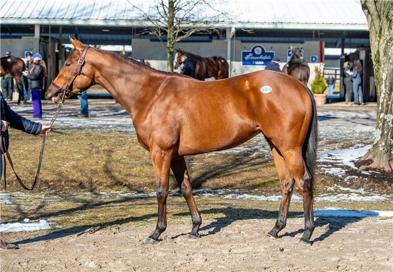 HIp593
