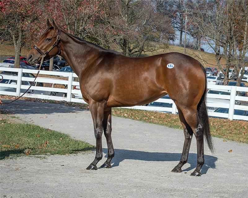 Hip142