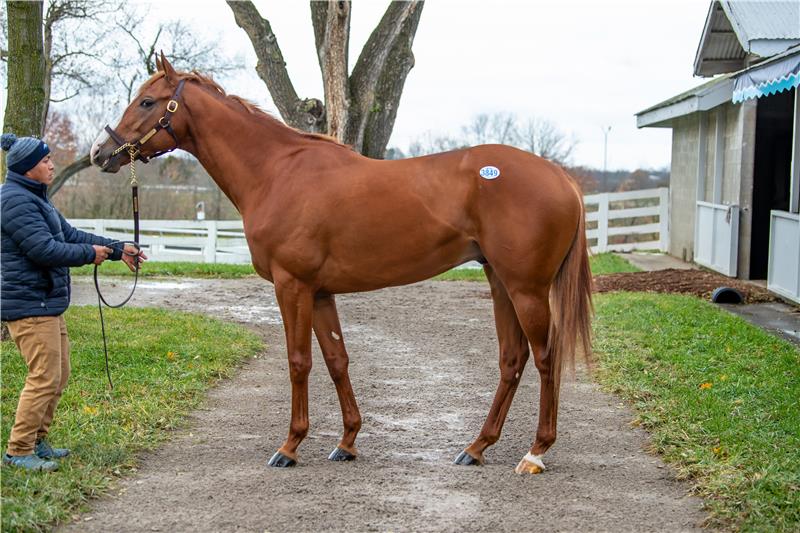 Hip3849_PureCourage1