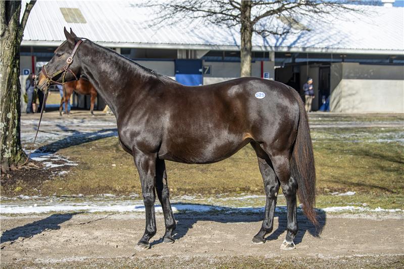 Hip525