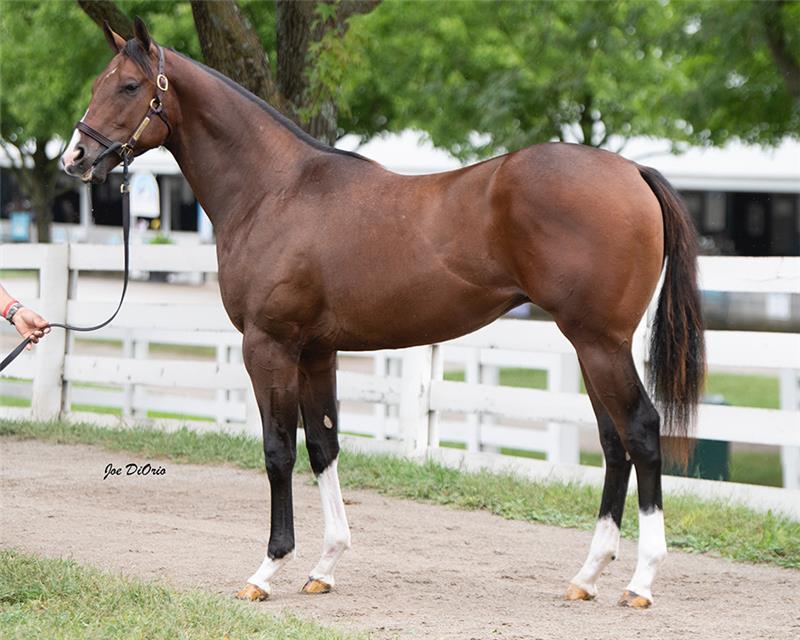 KeeSept Hip 3107