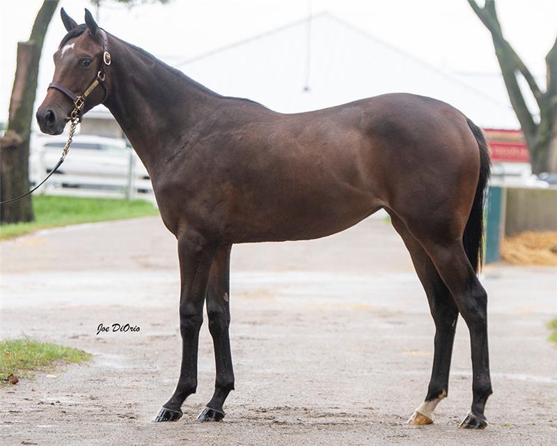 21 KeeSept Hip 3608