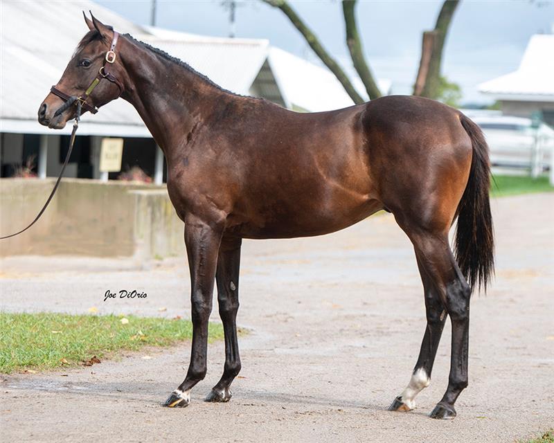21 KeeSept Hip 3657