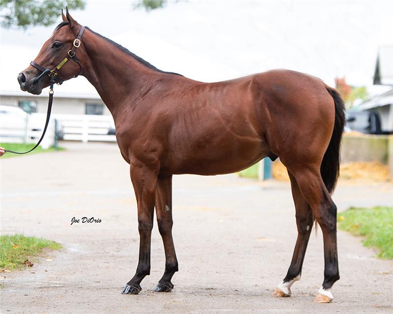 21 KeeSept Hip 3690