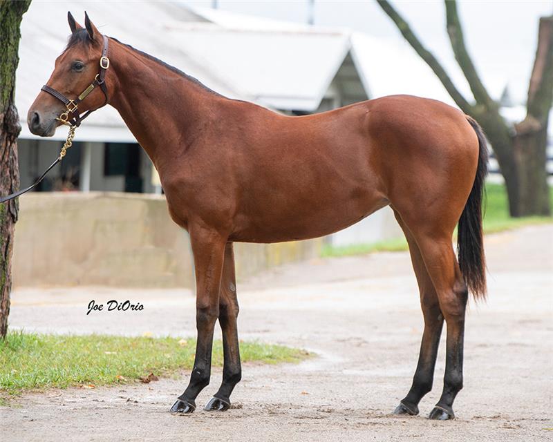 21 KeeSept Hip 3724