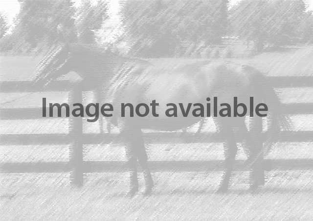 No Image Available